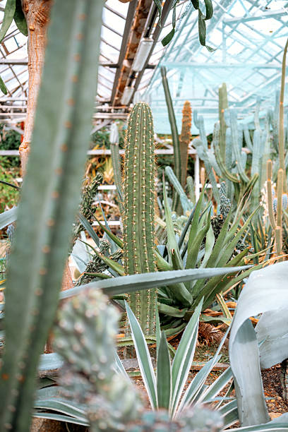 istock Cacti and succulents flourish in a greenhouse setting during daylight hours 2221807181