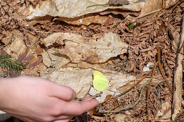 istock .A green butterfly with black eyes sitting on a brown leaf. 2221807716