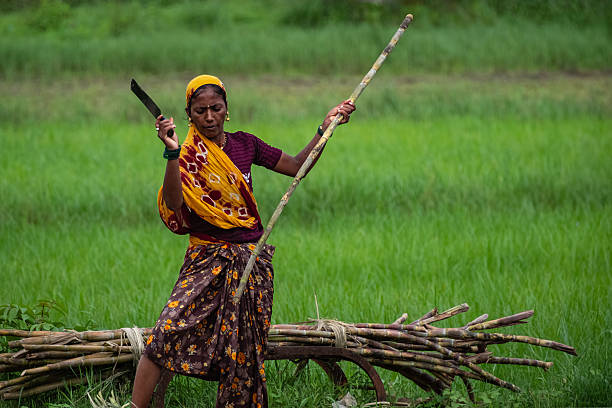 Rural women of Indian ethnicity carrying mustard crop bundle on her head use as animal fodder portrait outdoor.