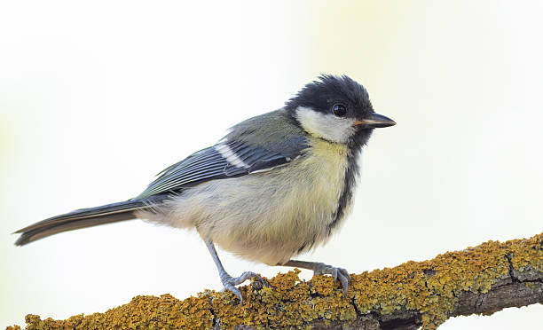 istock Great tit, Parus major. A bird sitting on a beautiful branch, close-up, light background 2221810128