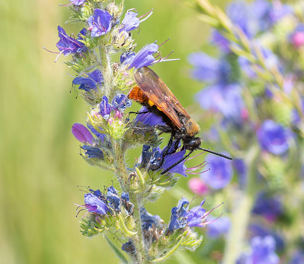 istock Megascolia maculata. The insect feeds on nectar from wildflowers 2221810146