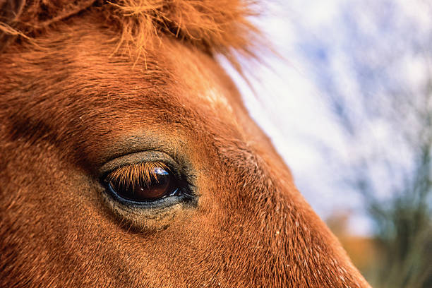 istock Close up at an eye on a brown horse 2221810969