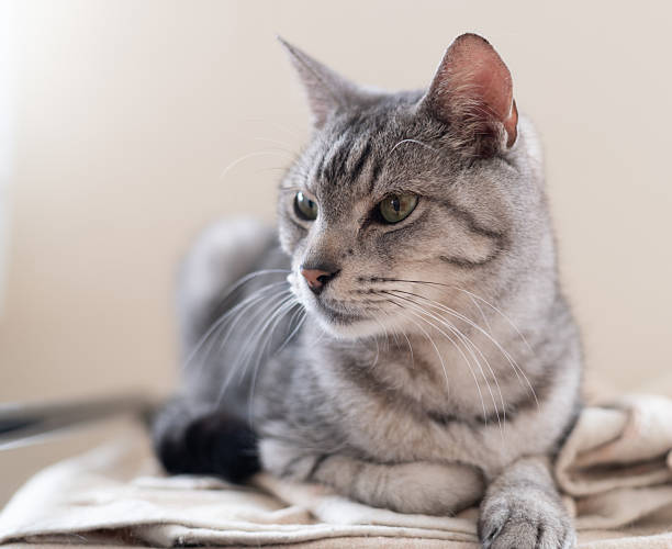 istock Cute cat relaxing by the window 2221812729