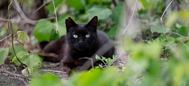 istock A cute stray cat relaxing 2221813494