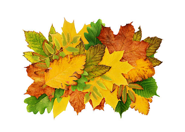 Autumn leaves for rectangle backdrop or card isolated on white background