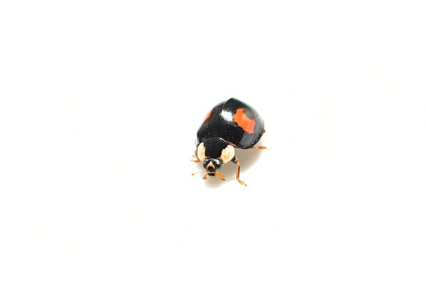 Harmonia variabilis, harlequin ladybug, Asian ladybug on white background.