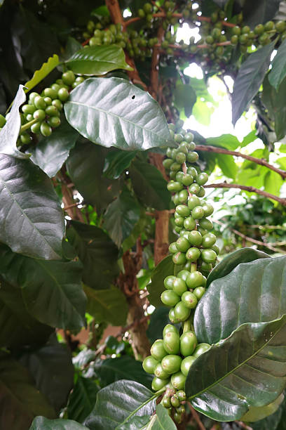istock Green coffee cherry seeds on a coffee tree branch in an organic system 2221816632
