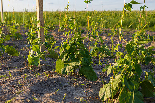 Small bean plants thrive in nutrient-rich soil, stretching toward sunlight in a vibrant, cultivated field surrounded by greenery.