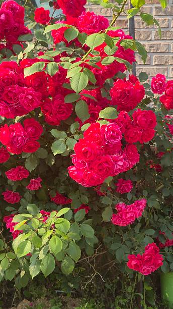 istock Vibrant red roses blooming densely in a garden 2221820272