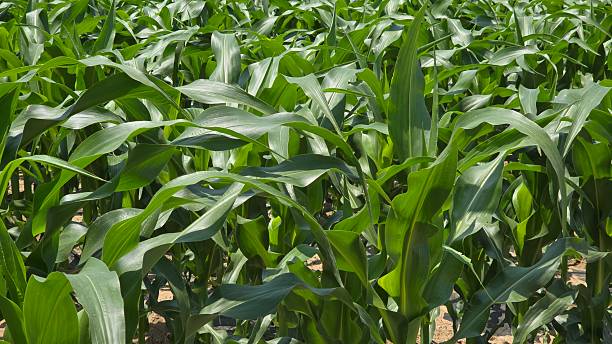 istock Wide view of lush green cornfield under bright daylight 2221821019