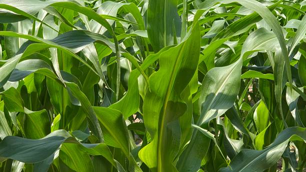 istock Close-up of green corn leaves in a sunlit field 2221821021