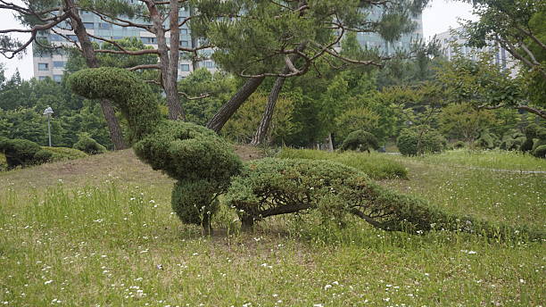 istock Dinosaur-shaped topiary pine tree in public landscape garden 2221821391