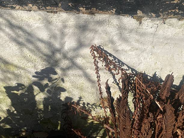 Winter whitewashed wall - half timbered -  with organic shadow pattern. Beauty by nature.