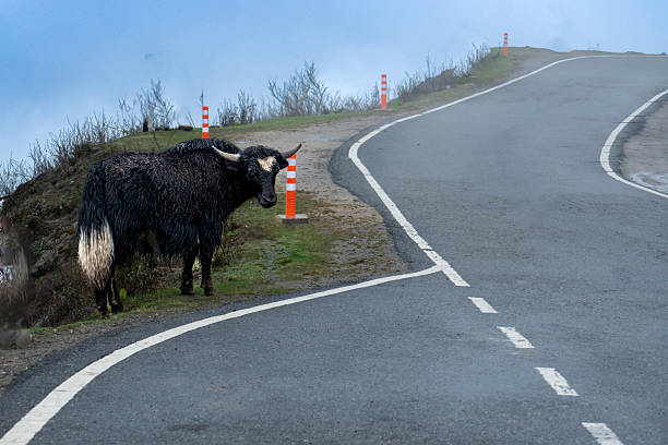 istock Wild Yak at Chelle La Pass Bhutan 2221823860