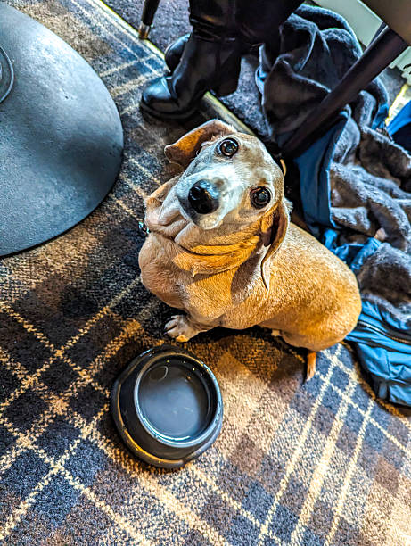A Miniature Dachshund Dog In A Pet Friendly Pub Waiting For It's Meal