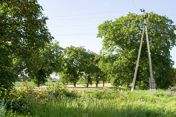 Power lines in a grassy field. Tree. Outdoor. Grass. Sky. Lush