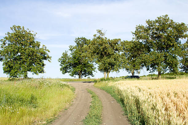 A dirt road with trees on either side of it. Grass. Tree. Outdoor. Sky. Plant