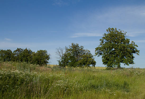 A grassy field with trees in the background. Outdoor. Grass. Sky. Tree. Field