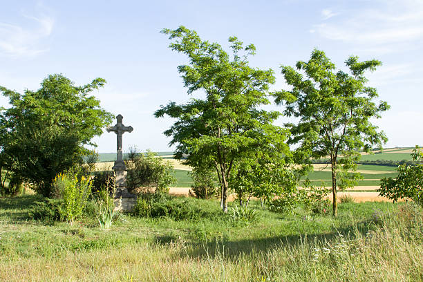 A grassy area with trees and bushes. Tree. Grass. Outdoor. Sky. Plant