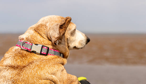 istock A Miniature Dachshund Dog Enjoying A Walk Along A British Beach 2221829351
