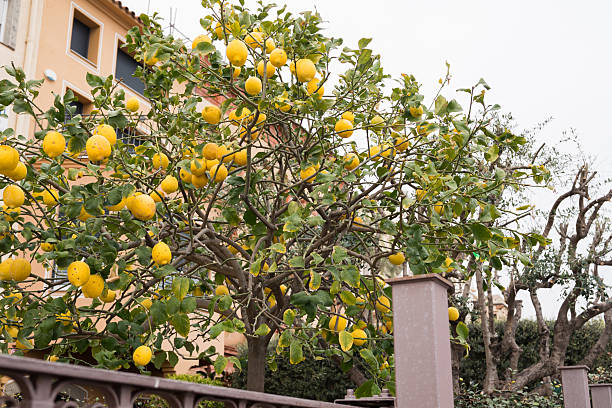 istock Lemon tree laden with fruit against mediterranean house in suburban garden 2221829546