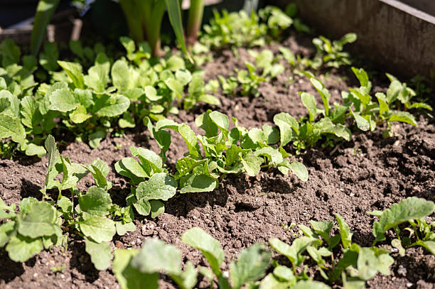 Young radish seedlings growing in sunlit garden soil.