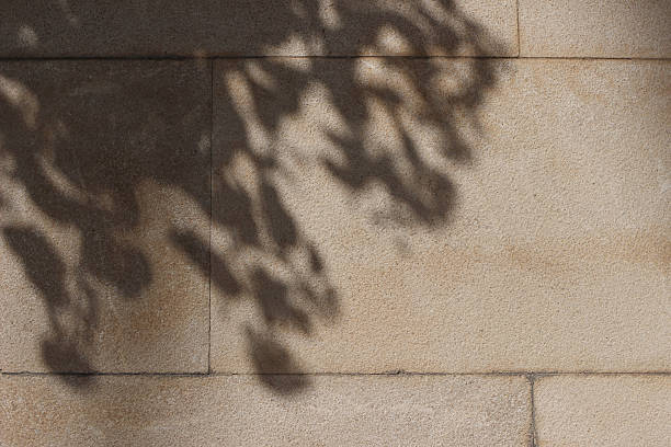 istock Shadows of tree leaves, branches on beige textured limestone wall in sunlight. Abstract natural background, stone wallpaper stone. Floral shadows overlay. Minimal neutral grunge backdrop. 2221829906
