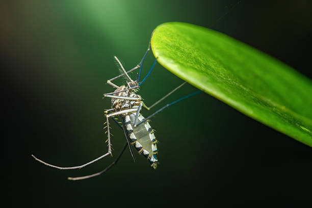 istock Asian tiger mosquito resting under green leaf 2221830513