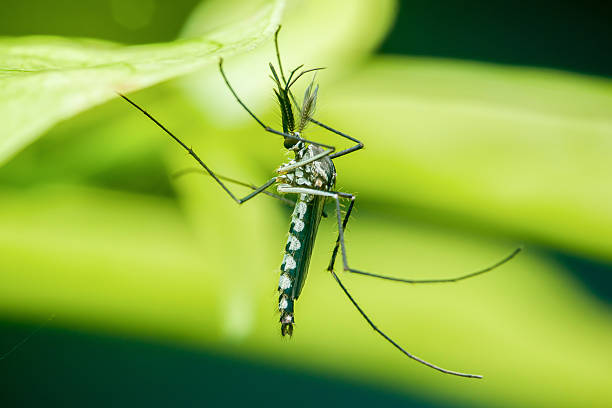 istock Asian tiger mosquito resting under green leaf 2221830570