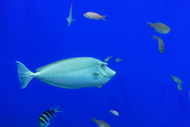 Naso annulatus fish (Whitemargin unicornfish) under water