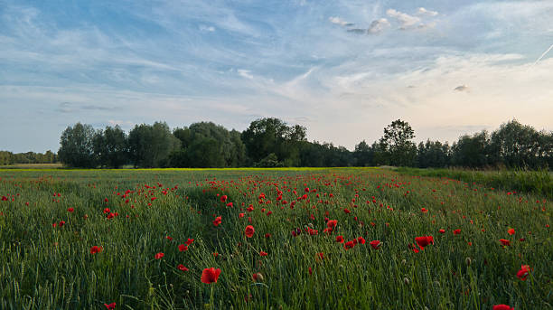 istock Blooming field with red poppies, a rape field behind it. Blue sky, white clouds. 2221830926