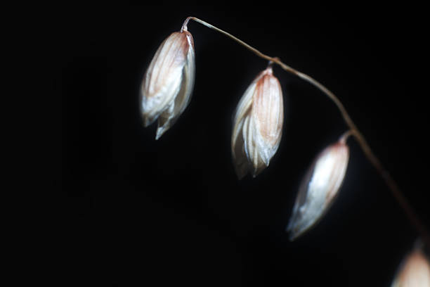 Seeds of wild grass on a black background. Ultra macro