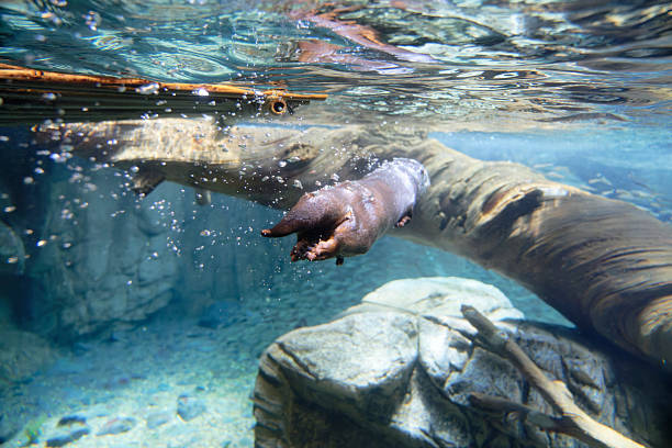 istock Asian small clawed otter (Aonyx cinerea) under water 2221834387