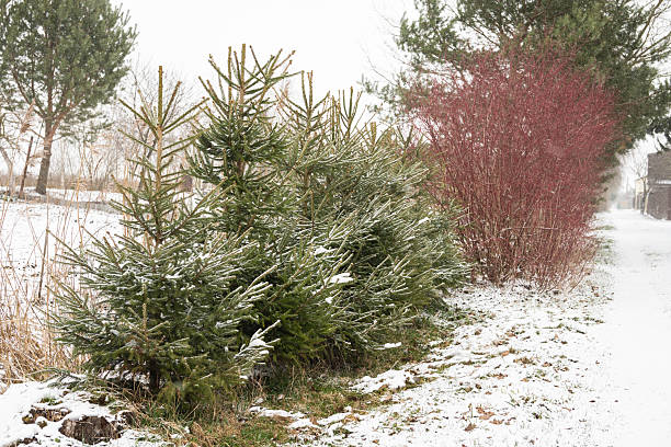 istock Snow-covered evergreen trees and red shrubs in a winter landscape 2221835392