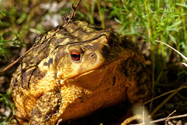 istock Close-up of a toad with textured skin and vibrant eyes. 2221835698