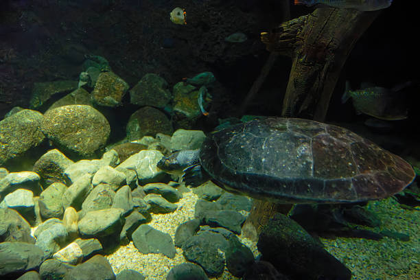 South American River Turtle (Podocnemis expansa) under water