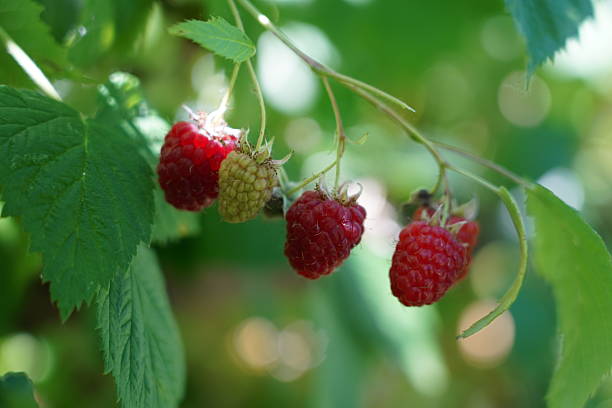istock Raspberry berry on a branch. Ripe red raspberry berry hanging on a branch before harvesting. Red Raspberry bush with ripe berries. Garden in Bavaria, Germany. 2221840018