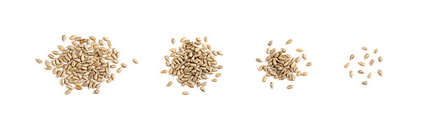istock Pile sunflower seeds isolated on white background top view 2221840748