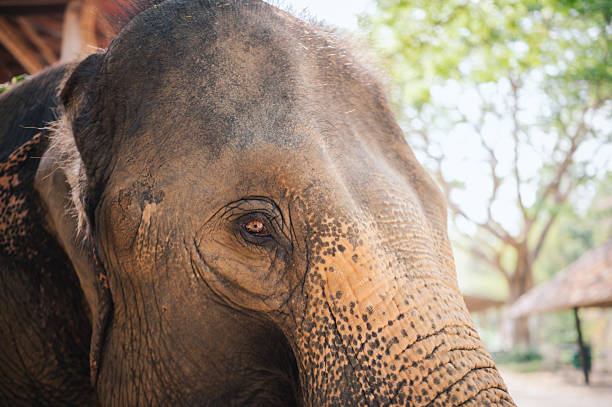 istock portrait of asian elephant 2221842378
