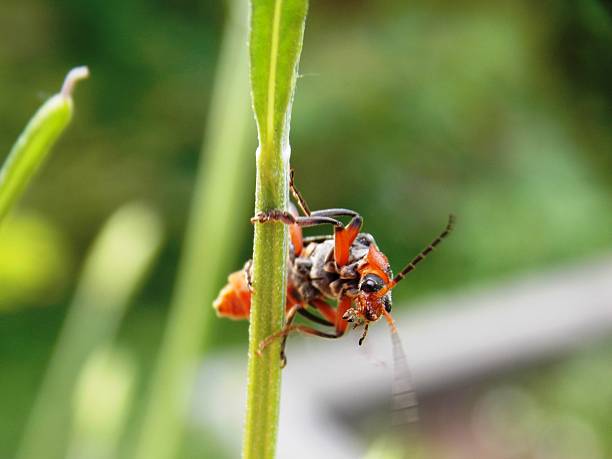 istock a red beetle on a blade of grass 2221842890