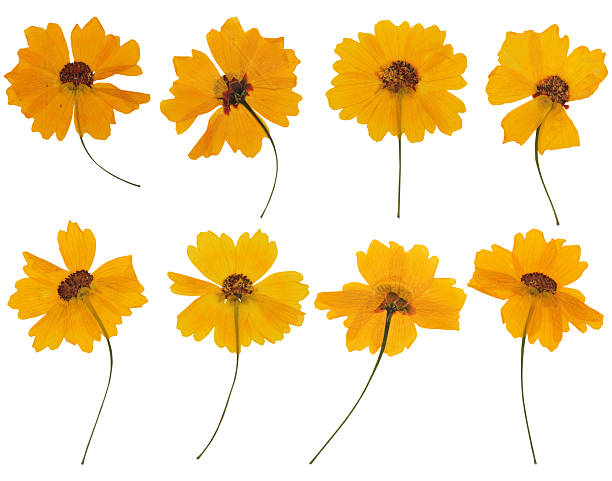 Close-up of pressed yellow plains coreopsis flower collection