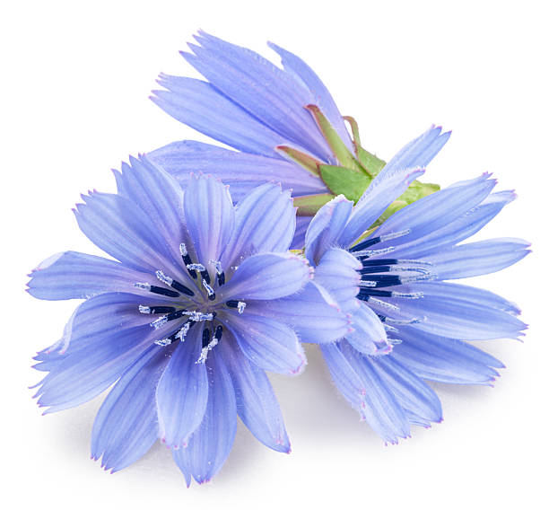 istock Blue delicate chicory flowers on white background. File contains clipping paths. 2221845806