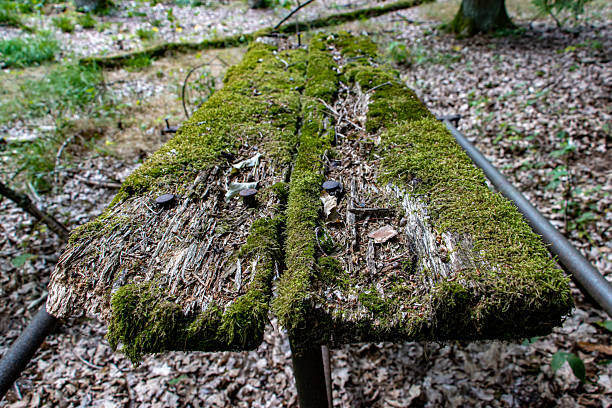 An ramshackle table in the forest is covered in moss