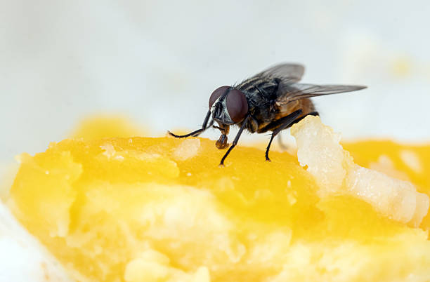 istock the fly feeds on the egg yolk 2221849256