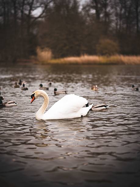 A graceful swan glides on a serene lake surrounded by ducks in a tranquil park setting.