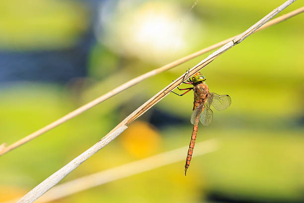 Close up of a green-eyed hawker dragonfly Aeshna isoceles, resting in reeds. This is one of only two brown hawkers found in Europe.