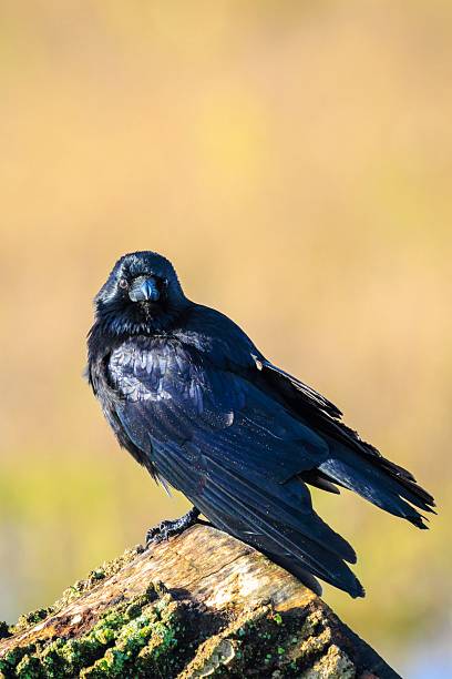 istock Closeup of a carrion crow Corvus corone black bird perched 2221850442