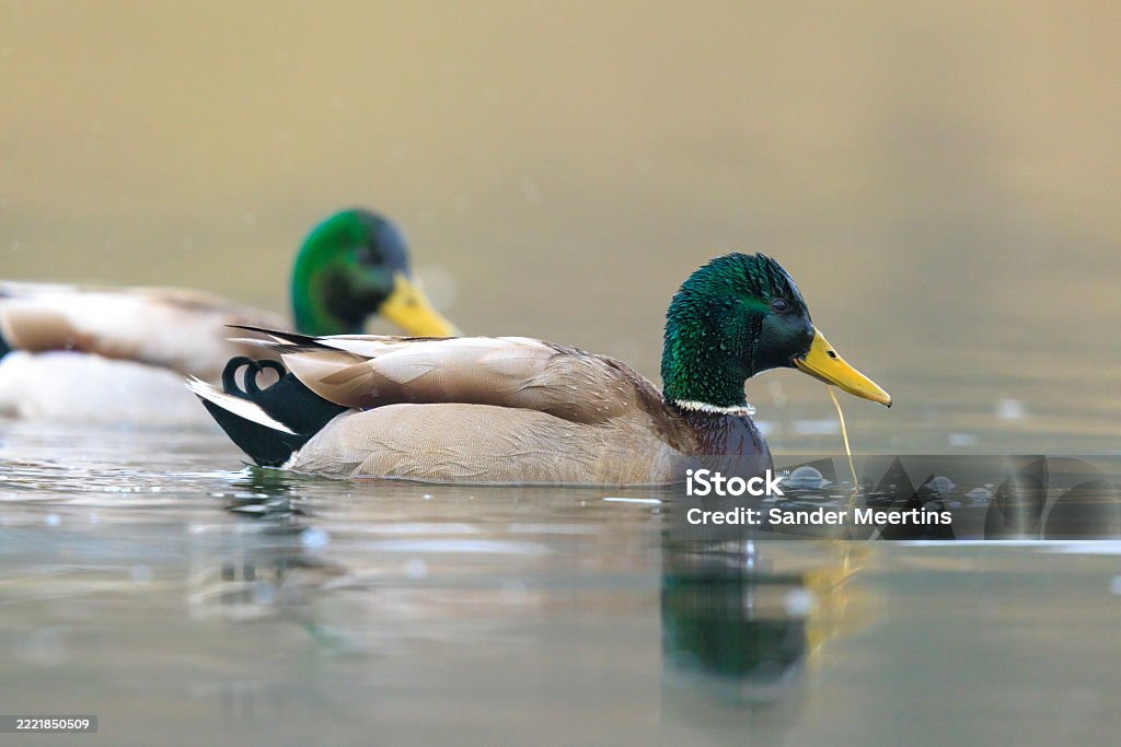 Duck Bathing Swimming Mallard Dabling Duck Anas Platyrhynchos Bathing Stock Photo ...