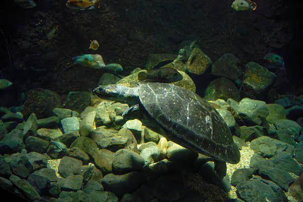 istock South American River Turtle (Podocnemis expansa) under water 2221850785