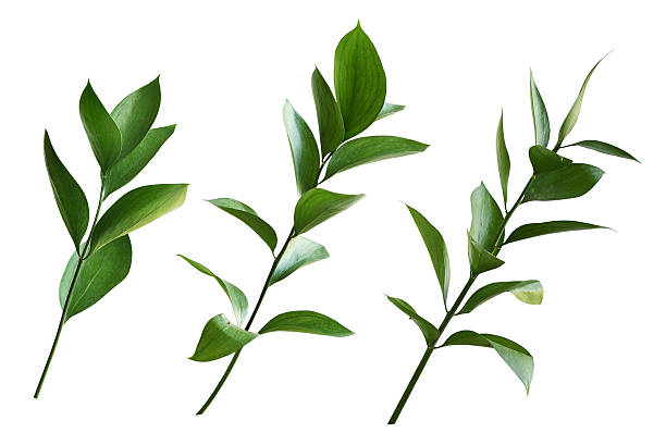 istock Set of ruscus twigs with green leaves isolated 2221852789